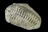 Bargain, Flexicalymene Trilobite - Mt Orab, Ohio #133912-2